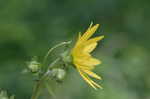 Wholeleaf rosinweed